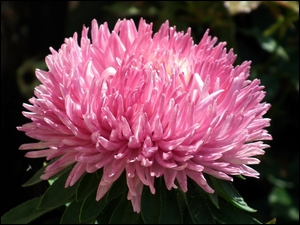 Aster, Przyroda, Kwiat