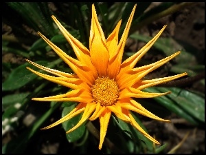 Gazania, Przyroda, Kwiat