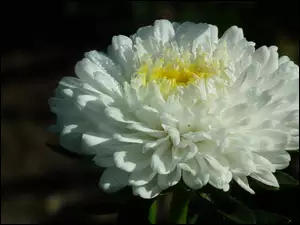 Przyroda, Biały, Kwiat, Aster