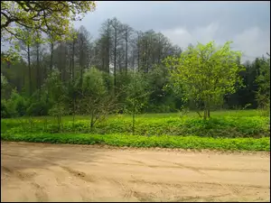 Las, Zielona, Polana
