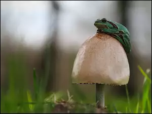 Zielona, Grzyb, Żaba, Rzekotka