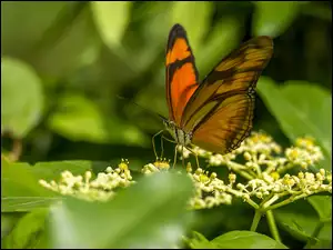 Białe, Zielone, Kolorowy, Liście, Motyl, Kwiatki