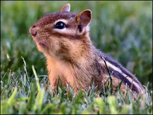 Wiewiórka, Łąka, Chipmunk, Trawa