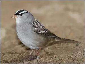 Piasek, Pasówka, Białobrewa