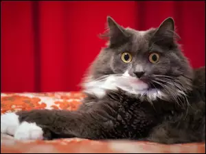 Oczy, Kot, Maine coon