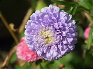 Aster, Przyroda, Kwiat