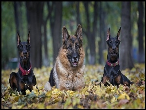 Poranny spacer, Liście, Dobermany, Jesień, Owczarek Niemiecki, Park