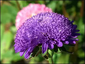 Aster, Przyroda, Kwiat