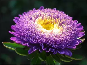 Aster, Przyroda, Kwiat