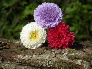 Astry, Przyroda, Kwiaty