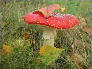 Muchomor, Przyroda, Grzyb