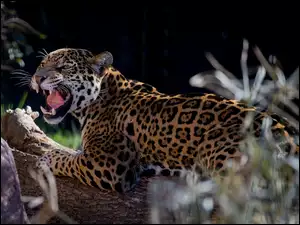 Jaguar, Drzewo