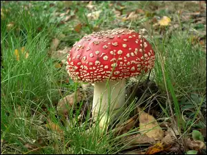 Muchomor, Przyroda, Grzyb