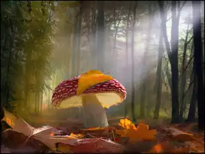 Grzyb, Drzewa, Światło, Przebijające, Muchomor, Las, Liście