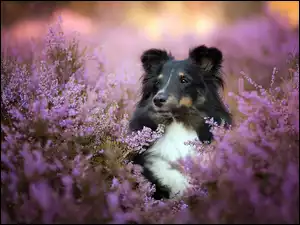 Border collie we wrzosie