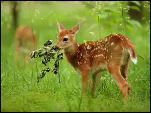 Sarna na łące z suchą gałazką