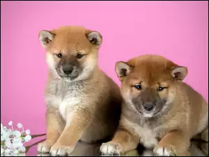 Dwa śliczne szczeniaczki shiba inu