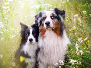 Łąka, Owczarek australijski, Kwiaty, Border collie