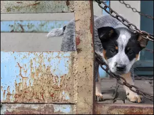 Australian cattle dog