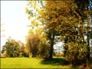 łąka, Jesień, Drzewo