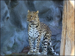 Gepard stoi na skale