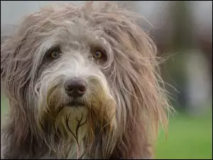 Kosmata mordka psiaka Bearded collie