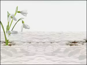 Przebiśniegi wyglądają spod śniegu