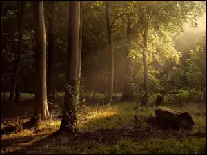 Przebijające Światło, Las, Poranek