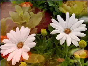 Stokrotka afrykańska