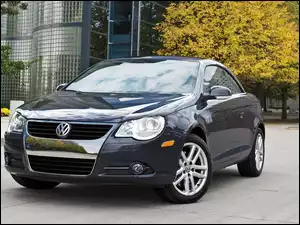 Volkswagen, Drzewa, Polo, Droga