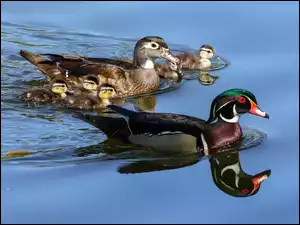 Staw, Kacza, Młode, Rodzina, Kaczątka