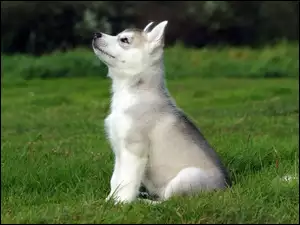 Piesek, Łąka, Szczeniak, Trawa, Husky
