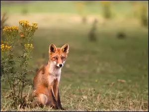 Spojrzenie, Żółte, Siedzący, Kwiaty, Lis, Łąka