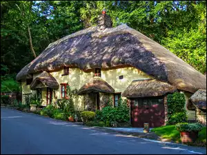 Drzewa, Anglia, Dom, Droga, Przebijające światło