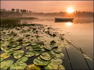 Lilie, Łódka, Wschód, Jezioro, Wodne, Słońca, Mgła