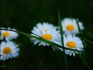 Kwiaty, Trawa, Stokrotki, Wiosenne