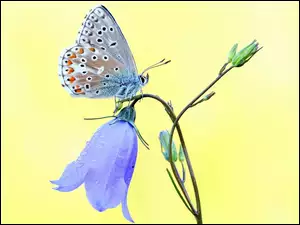 Dzwonek, Motyl, Motylek