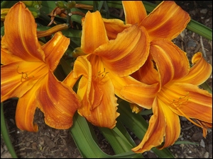 Pomarańczowe, Kwiaty, Liliowce