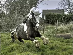 Trawa, Koń, Galop