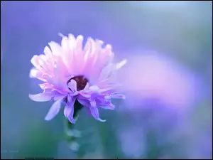 Kwiat, Aster, Różowy