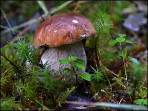 Borowik