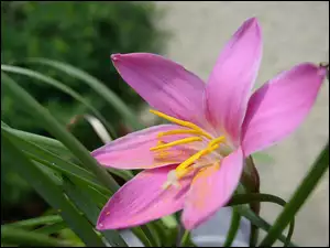 Kwiat, Zephyranthes Rosea