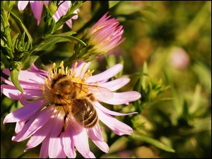 Aster, Pszczoła