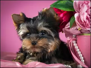 Piwonie, Szczeniak, Yorkshire Terrier