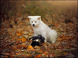 Fotograficzny, Liście, Szczeniaczek, Mały, Jesień, Łąka, Aparat