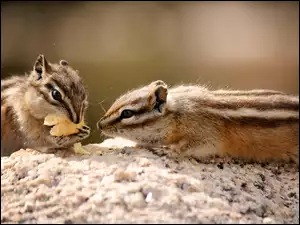 Skała, Chipmunk