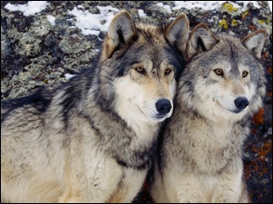 Dwa, Wilki