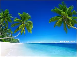 Morze, Palmy, Plaża