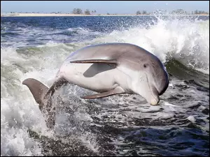 Delfin, Morze