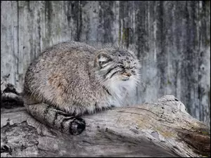 Kot, Manul